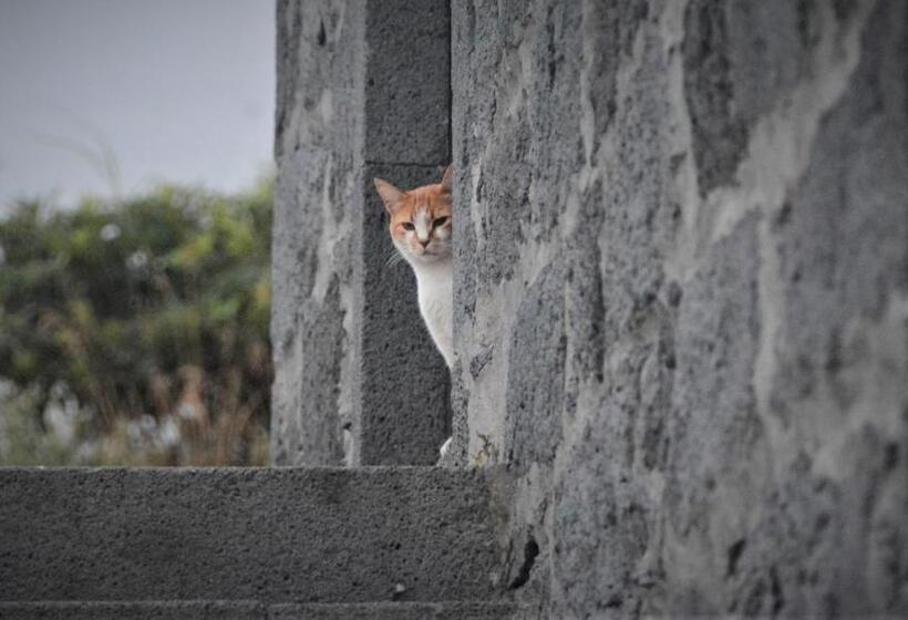 بنسيون Belo Campo   Ilha Do Faial