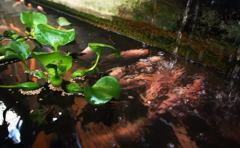 ペンション Family Lodge 25