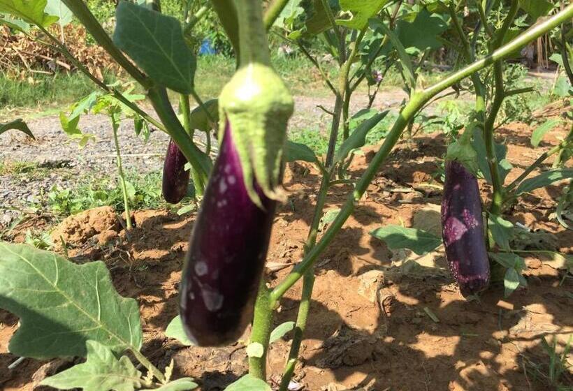 Pensión My Parents Guesthouse