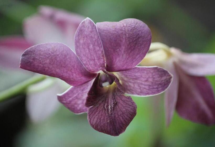 Pensión My Parents Guesthouse