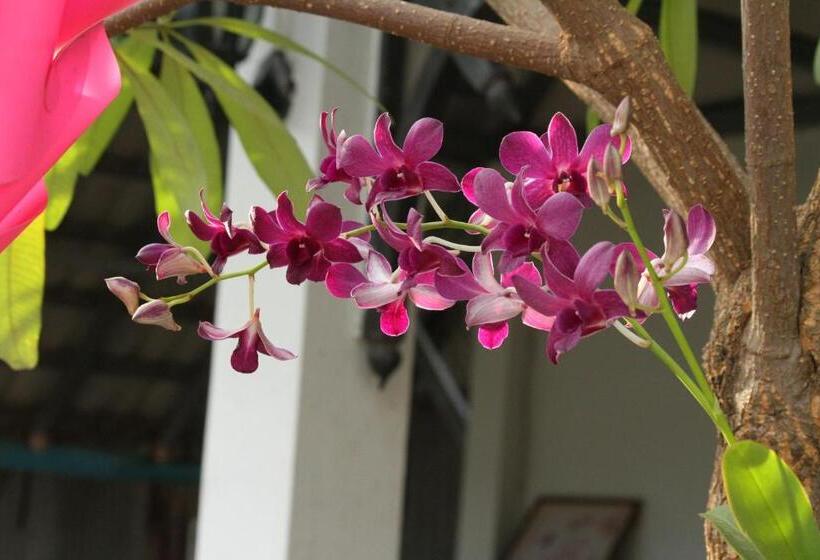 Pensión My Parents Guesthouse