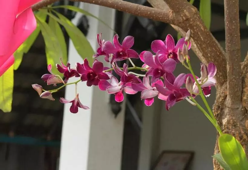 پانسیون My Parents Guesthouse