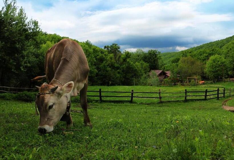 膳宿费 Cabana Izvoranu