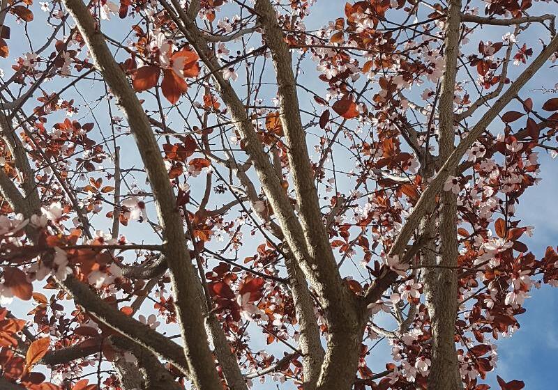 Apanemia By Flegra Hotels