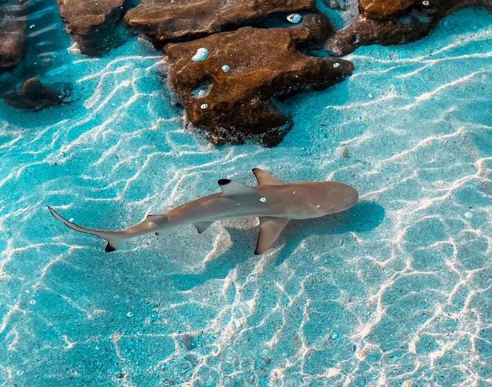 پانسیون Crown Beach Villas With Direct Access To The Bikini Beach