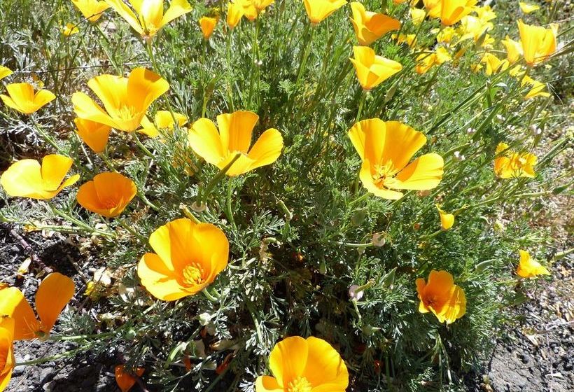 Apartamentos Suncanarias Vilaflor