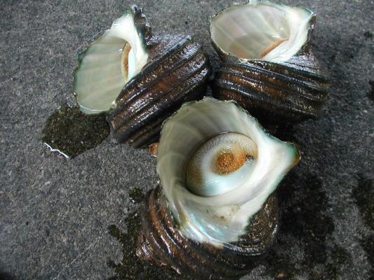 Yugawara Onsen Ryokan Uohan