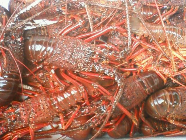 Yugawara Onsen Ryokan Uohan