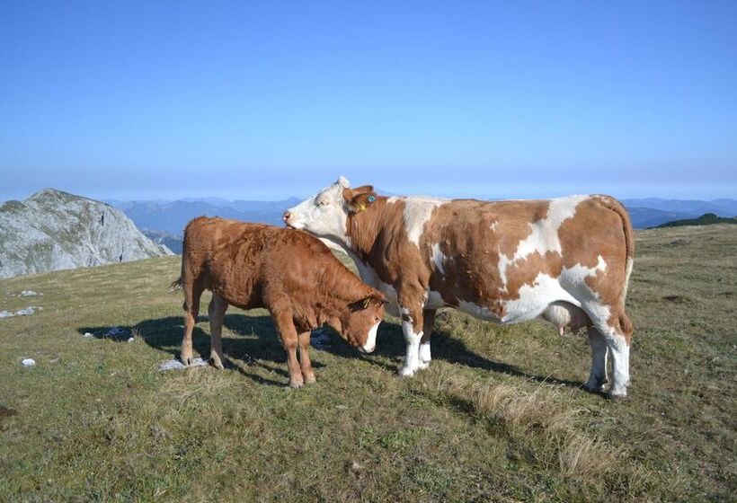 酒店 Gasthof Oberer Gesslbauer