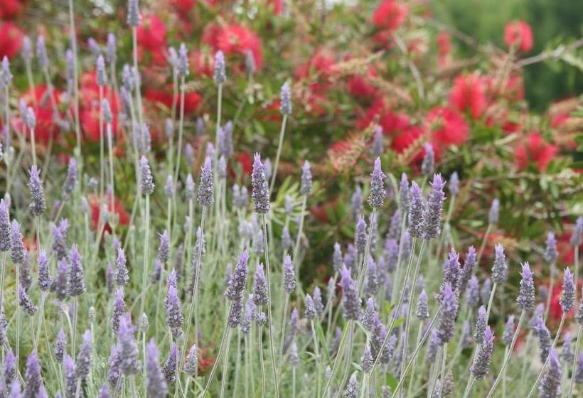 فندق ريفى Monte Da Vilarinha