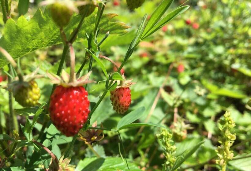 مبيت وإفطار Villa 7