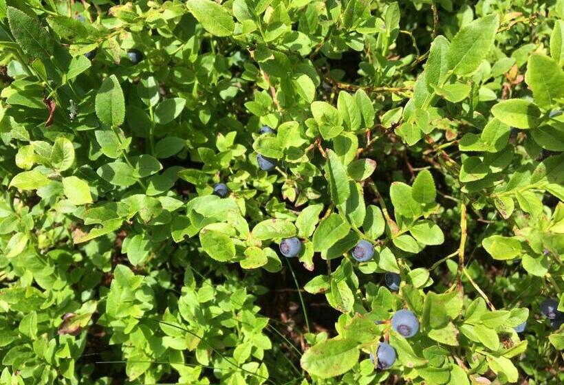 مبيت وإفطار Villa 7