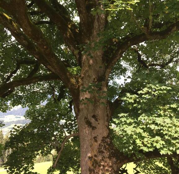 مبيت وإفطار Villa 7