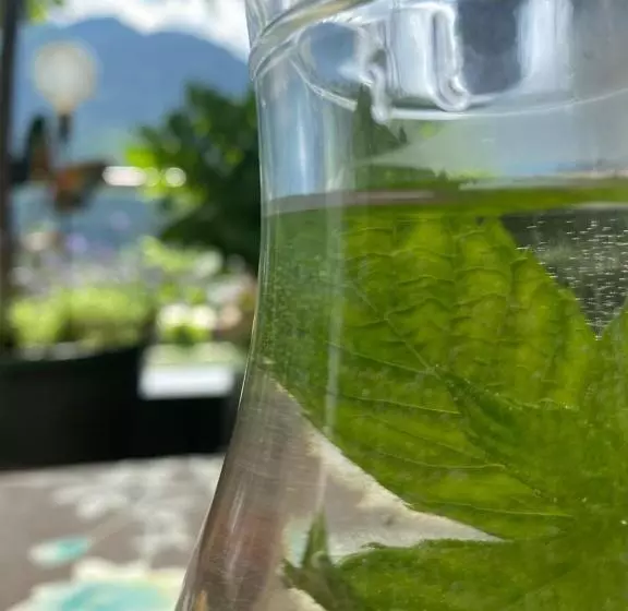 ホテル Garni Pinzgau, Bernd Hüttl