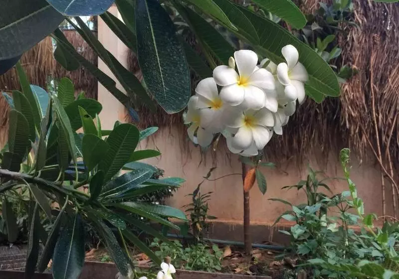 ユースホステル Eco Home Siem Reap Homestay
