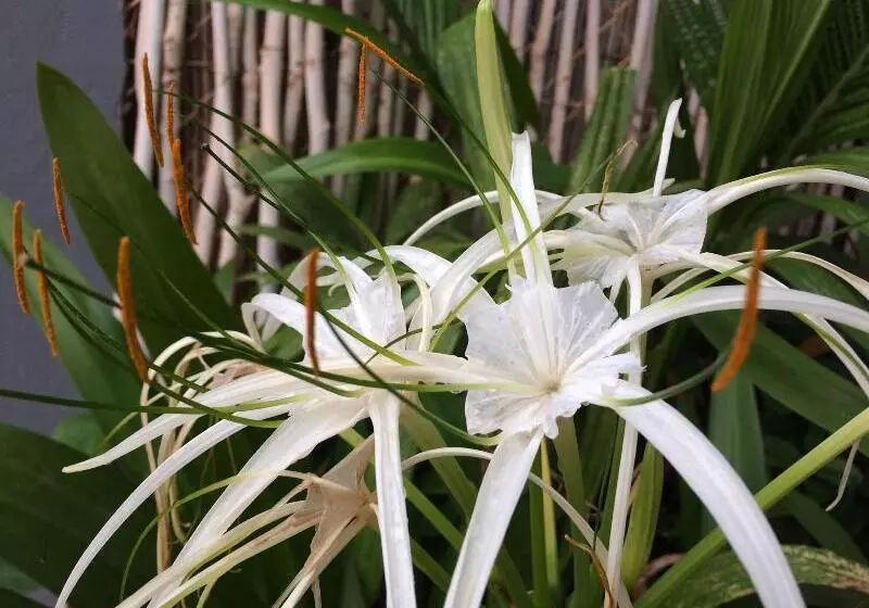 ユースホステル Eco Home Siem Reap Homestay