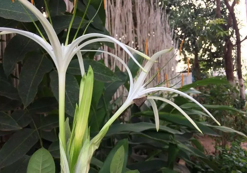 ユースホステル Eco Home Siem Reap Homestay