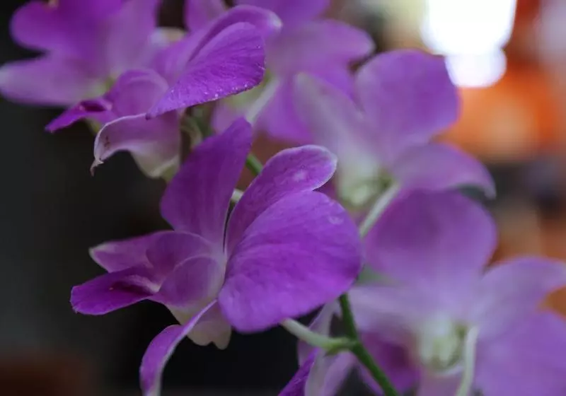 ユースホステル Eco Home Siem Reap Homestay