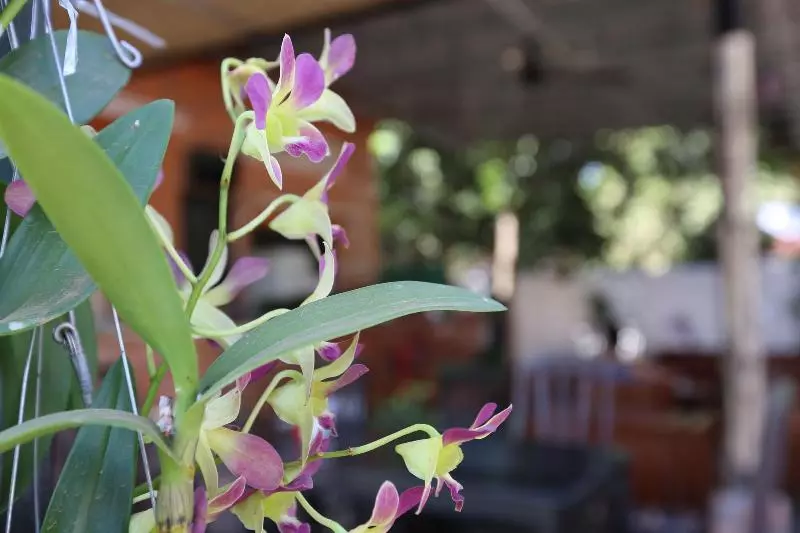 ユースホステル Eco Home Siem Reap Homestay