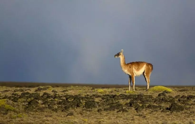 Hotelli Leones Camps Island