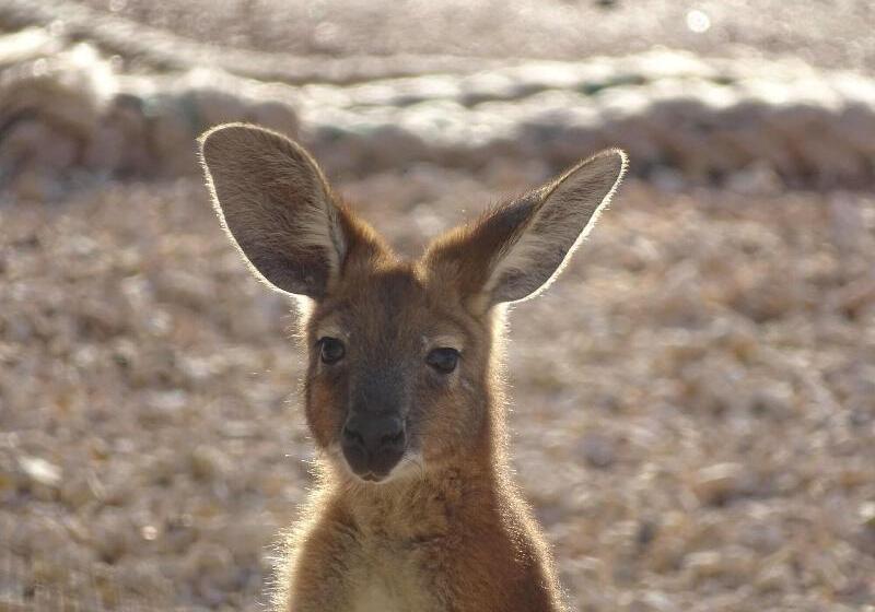 Bed & Breakfast On The Deck @ Shark Bay