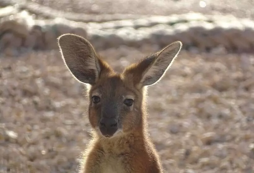 تختخواب و صبحانه On The Deck @ Shark Bay