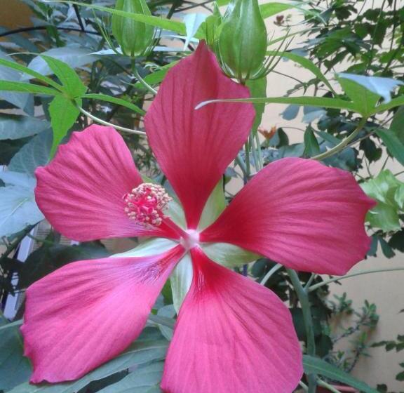 호텔 The Colourful Mansion