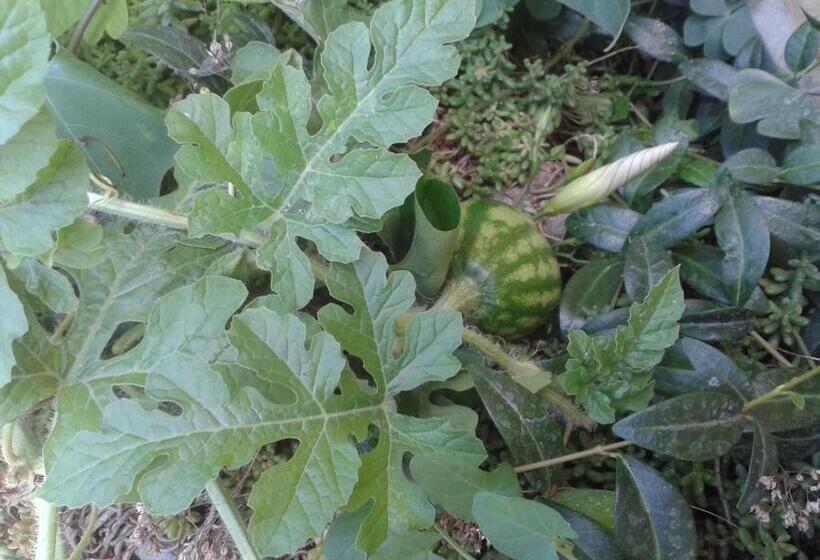 호텔 The Colourful Mansion