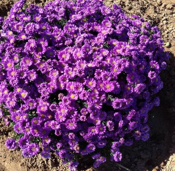 مبيت وإفطار Casa Svizzera Agriturismo