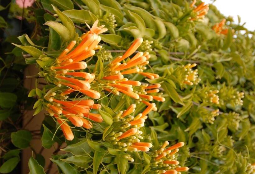 Bed & Breakfast The Dove Cote