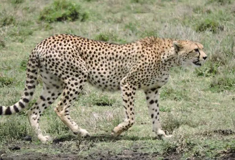 هتل Stc.safari Lodge