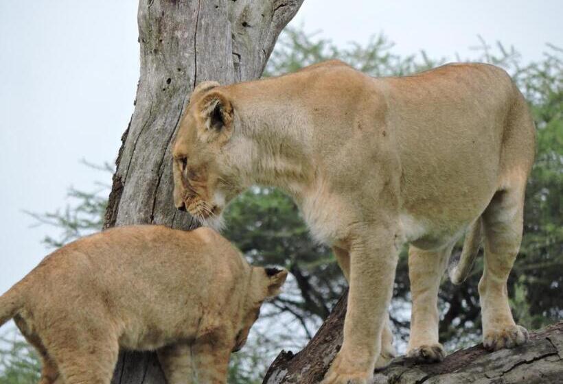 Отель Stc.safari Lodge