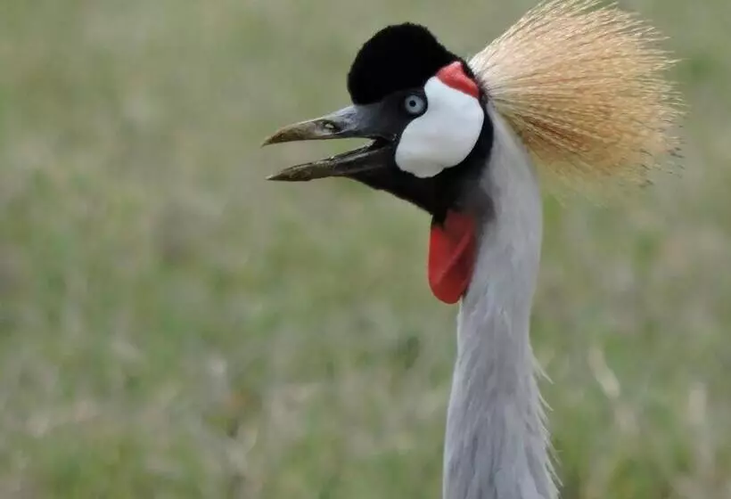 هتل Stc.safari Lodge