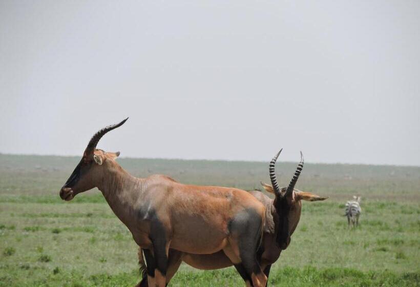 Отель Stc.safari Lodge