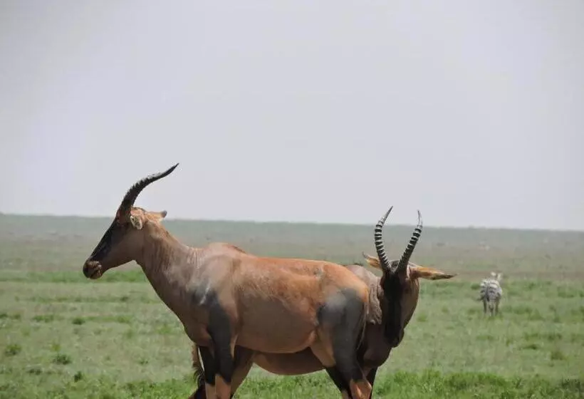 هتل Stc.safari Lodge