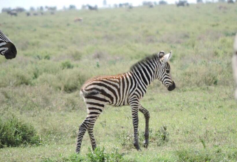 בית מלון כפרי Stc.safari Lodge