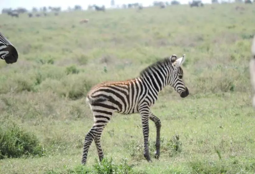 هتل Stc.safari Lodge