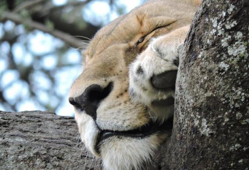 Отель Stc.safari Lodge