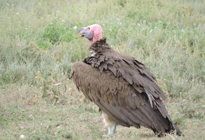 Отель Stc.safari Lodge