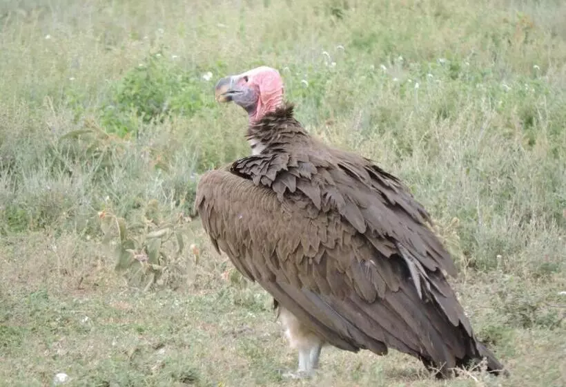 هتل Stc.safari Lodge