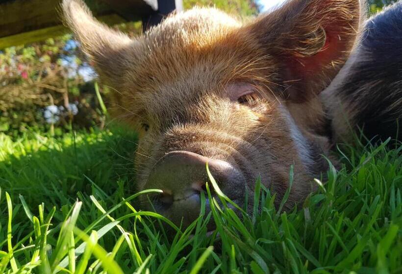 펜션 B&b In Rural Location Only 10 Minutes To Islay Ferry Terminal