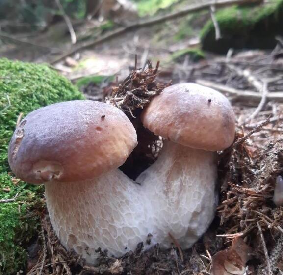 فندق Biogasthaus Plonerhof