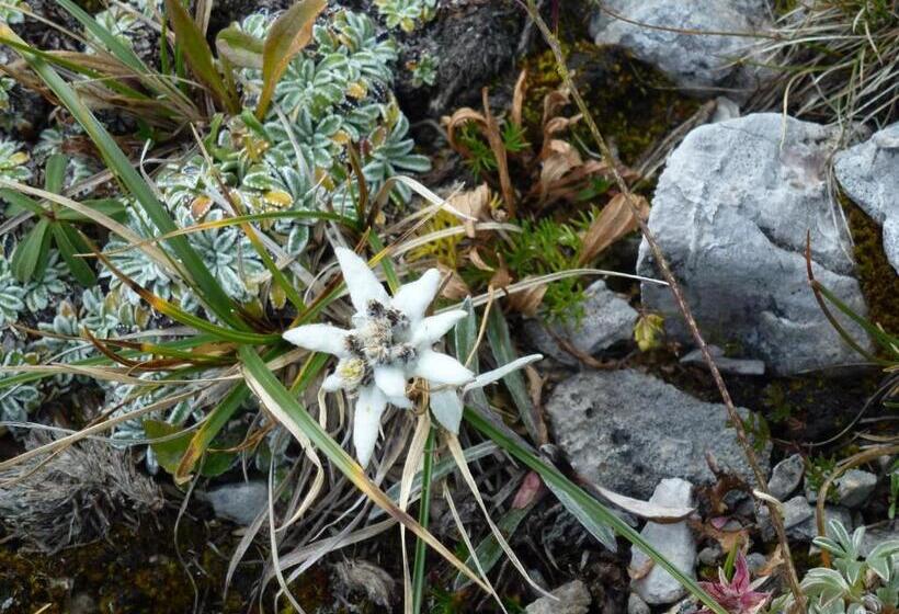 בית מלון כפרי Laurino