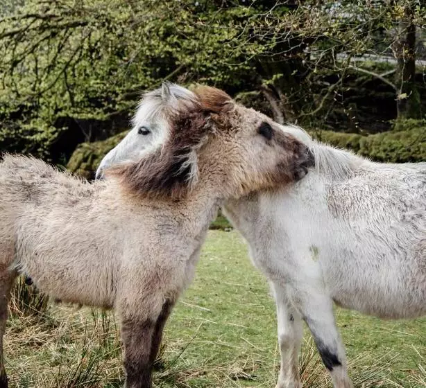 Hotelli Dartmoor Inn Merrivale