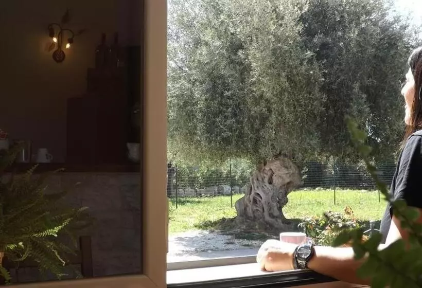 تختخواب و صبحانه Beb Nonno Baffo