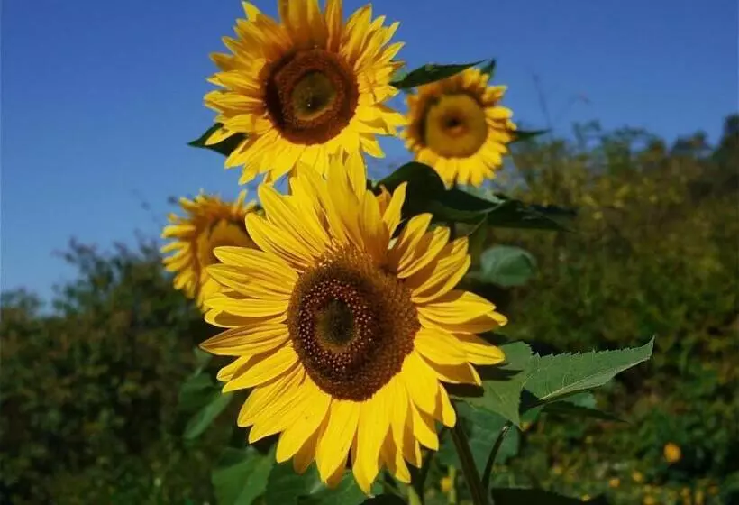 ホテル Bauernhof Unteres Feld