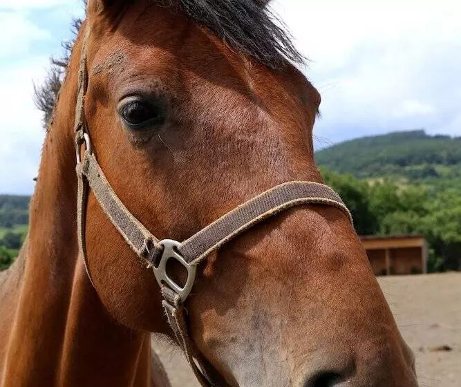 ホテル Rozálka