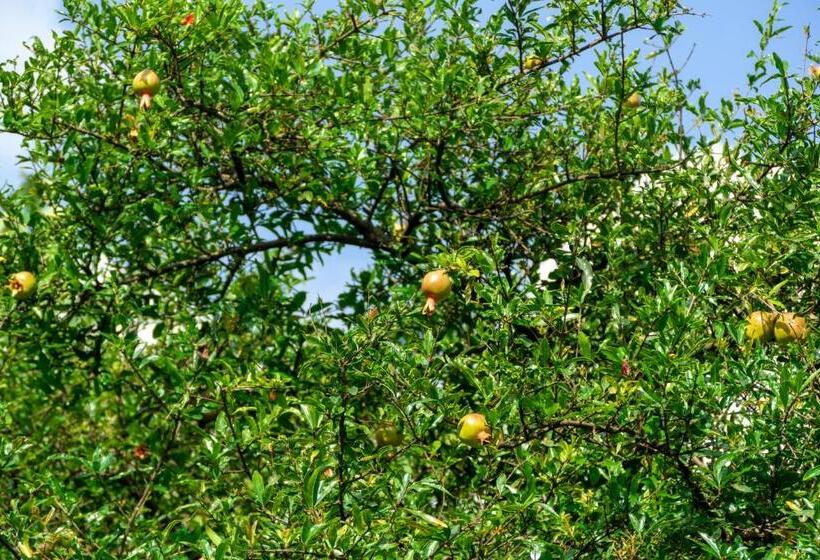 Общежитие Runako Lodge