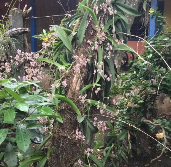 هتل De Campo Apastepe