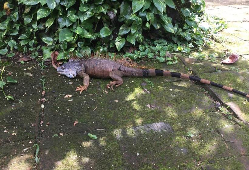 هتل De Campo Apastepe